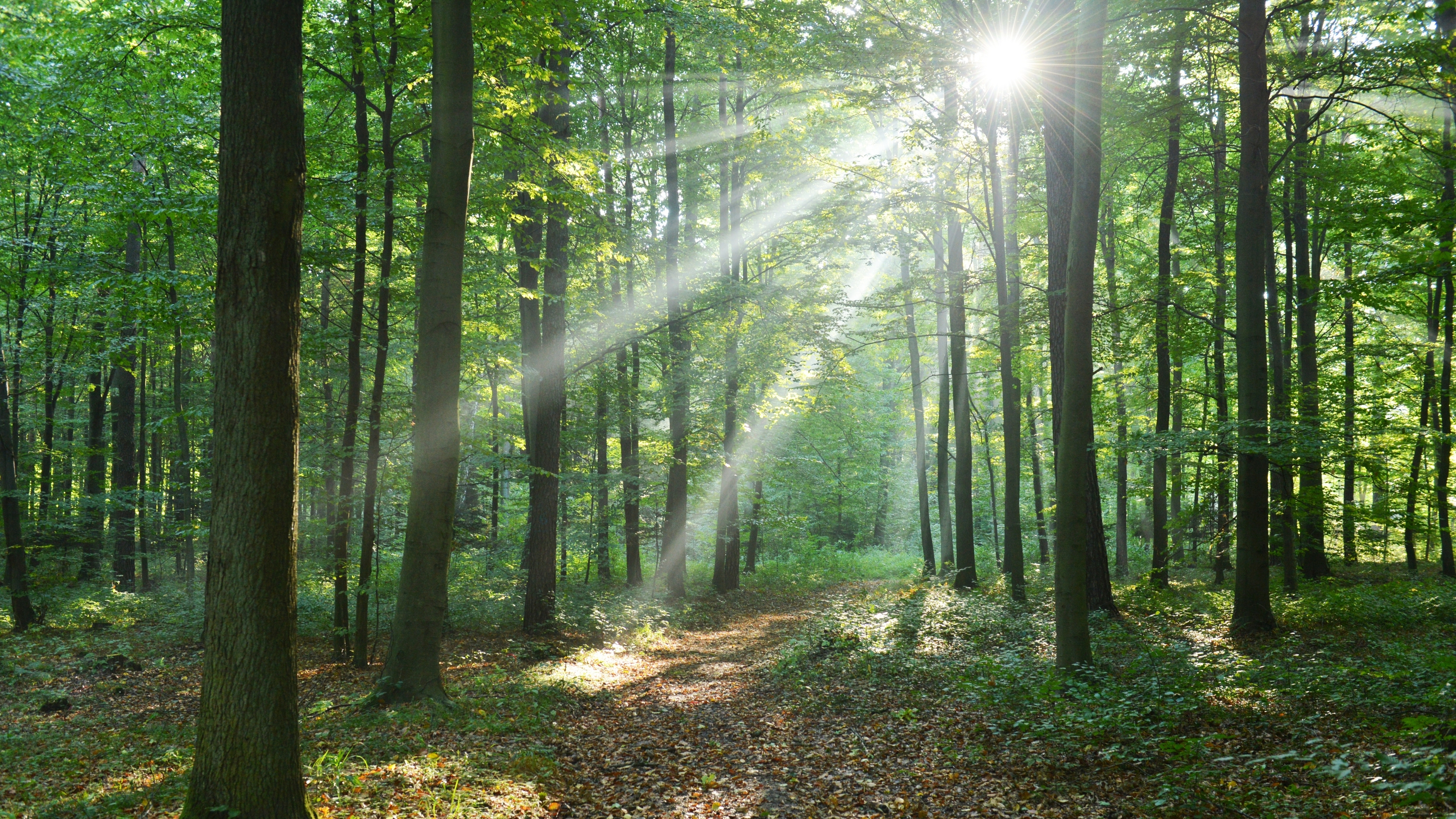Waldbestattung – Beisetzung an den Wurzeln eines Baumes